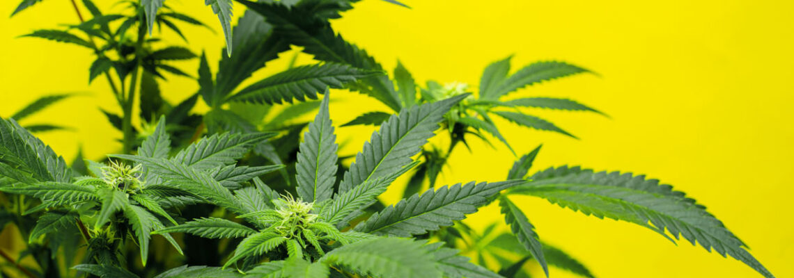 CBD