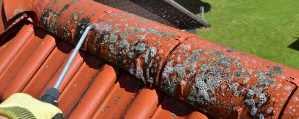 lichens sur la toiture