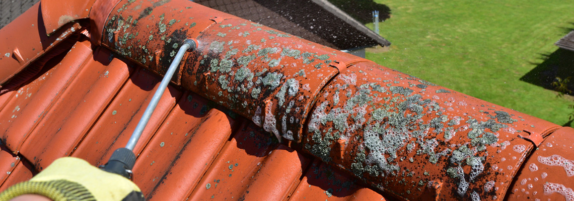 lichens sur la toiture