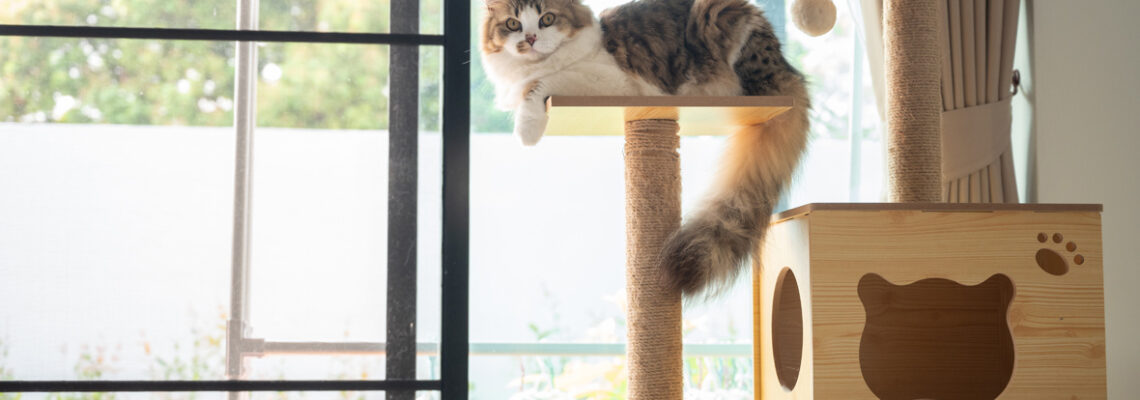 arbre à chat