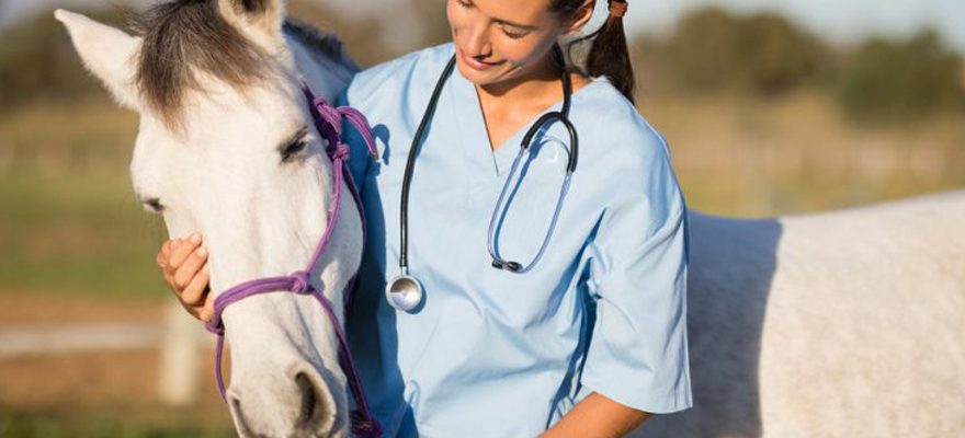 Traitements pour maladies du cheval : trouver une herboristerie spécialisée en ligne
