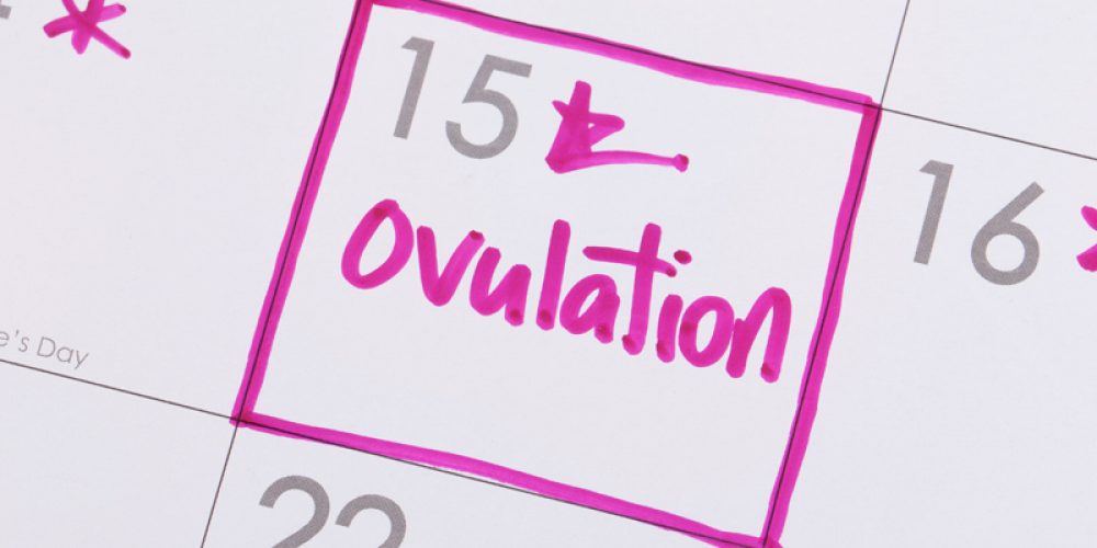 Détails et conseils pour calculer son cycle d&#8217;ovulation