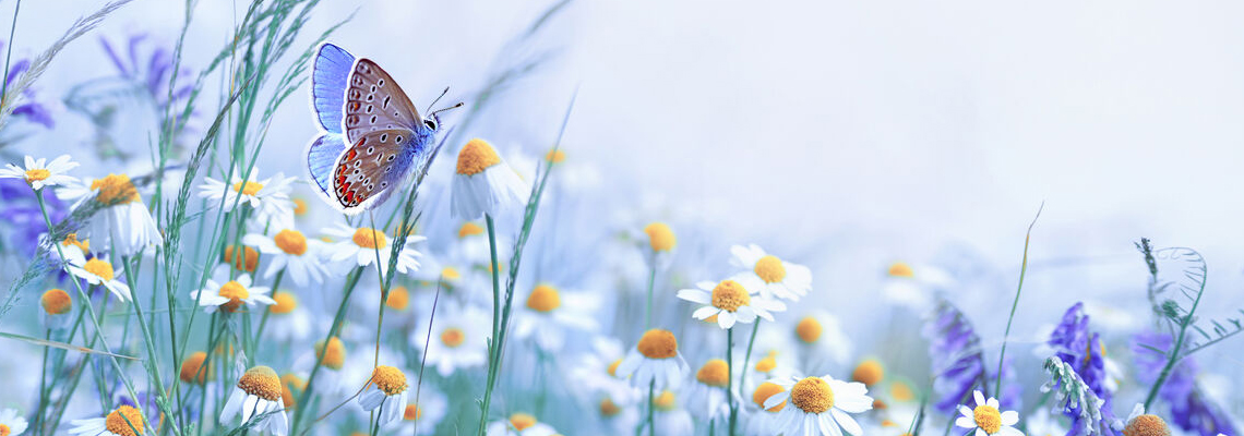 fleurs sauvages